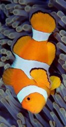 Clownfish for Skype